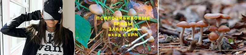 Галлюциногенные грибы Cubensis  МЕГА рабочий сайт  Зерноград 